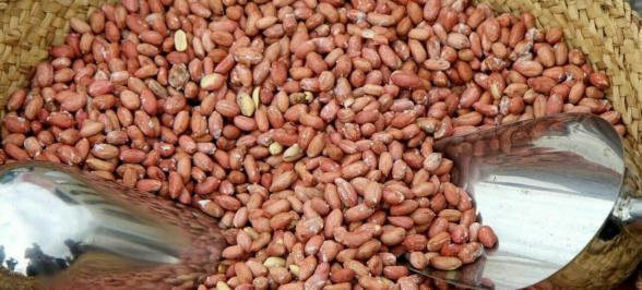 لیست قیمت فروش بادام زمینی در ایران
